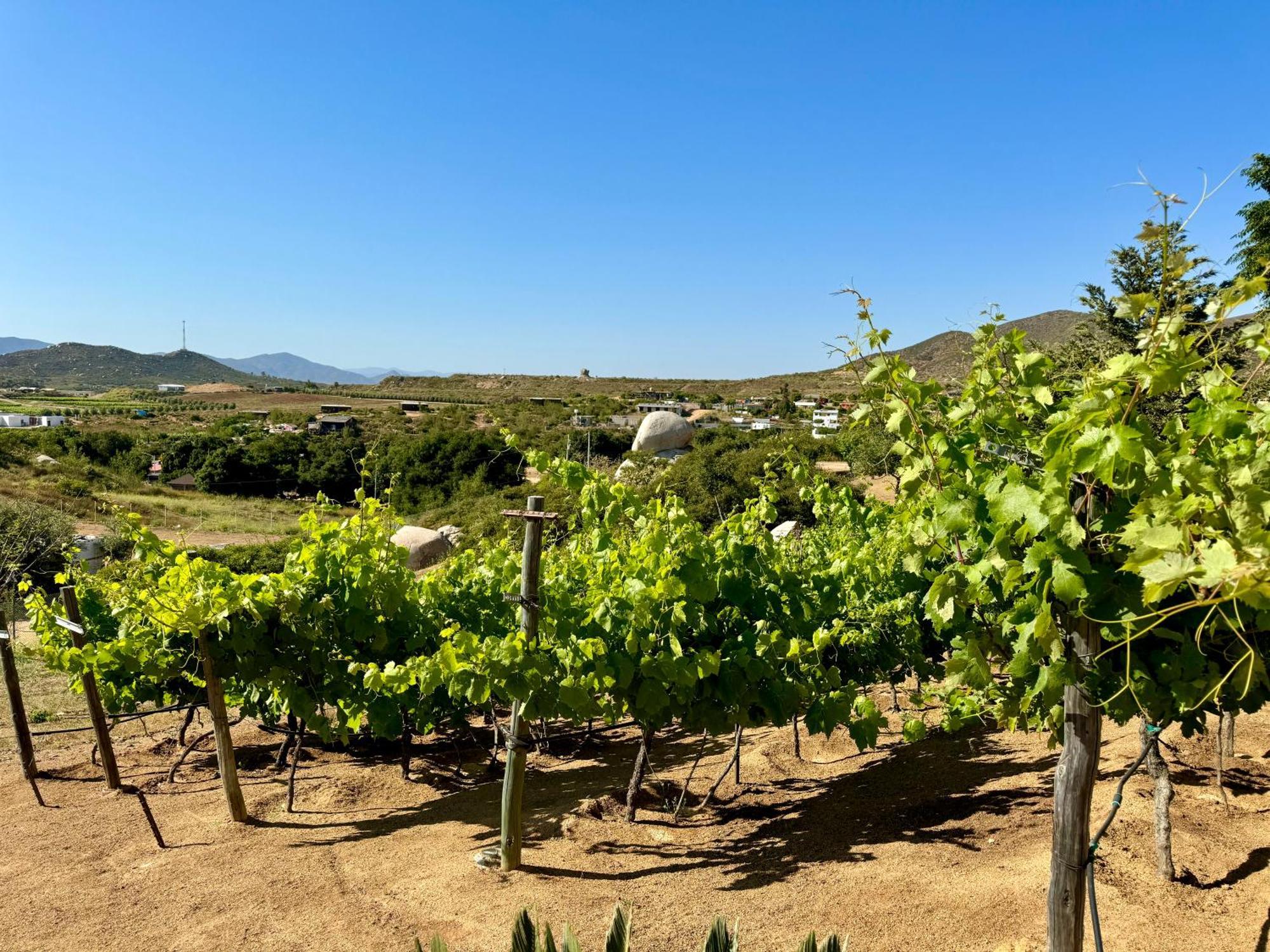 Cabanas Colibri Valle de Guadalupe Kültér fotó